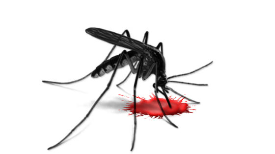 Brazylia drży ze strachu przed epidemią dengi w Rio
