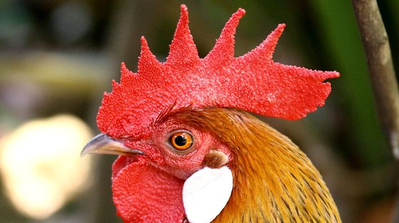 Chiny: 150 000 kurczaków wybitych z powodu ptasiej grypy