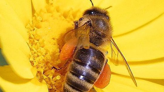 Pestycydy zaburzają prces uczenia się u pszczół