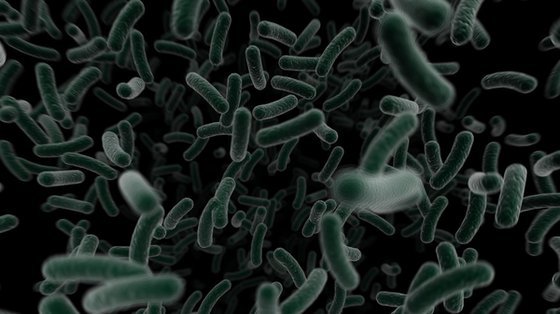 Szczep bakterii Neisseria gonorrhoeae budzi obawy