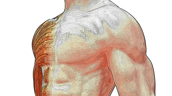 Proteina wspomoże mięśnie?